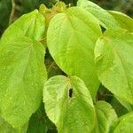 Acalypha macrostachya List