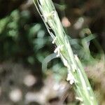 Elymus caninus Flower