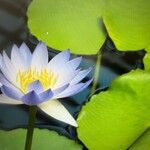 Nymphaea elegans Floare