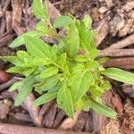 Solanum lycopersicumDeilen