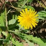 Taraxacum mattmarkenseFlor