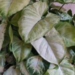 Syngonium podophyllumBlad