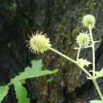 Geum roylei Hábito