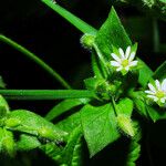 Stellaria media Hábito