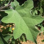 Solanum trilobatum Blatt