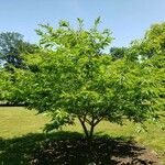 Castanea dentata Облик