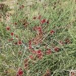 Calligonum polygonoides Habit