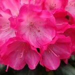 Rhododendron argyrophyllum Květ
