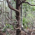 Bruguiera gymnorhiza Bark