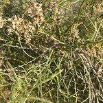 Bebbia juncea Delienn