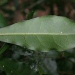 Oxera microcalyx Deilen