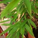 Phyllostachys aurea Blatt