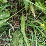 Phyteuma betonicifolium Hoja