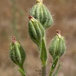 Madia sativa Fruit