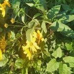 Helianthus divaricatus Yaprak