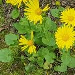 Doronicum columnae Цветок