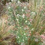 Linochilus rhomboidalis Floare