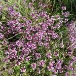 Thymus serpyllumКветка