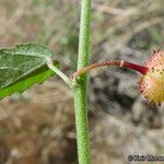 Ayenia compacta Fruit