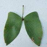 Colophospermum mopane Leaf