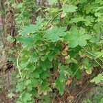 Tropaeolum peregrinum Blatt