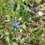 Gentiana nivalisFlors