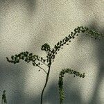 Actaea cimicifugaFruto