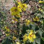 Verbascum sinuatum ফুল