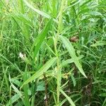 Achillea ptarmica 葉