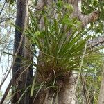 Cymbidium aloifolium Habit