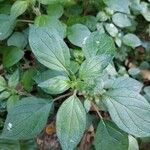 Parietaria officinalis Blad