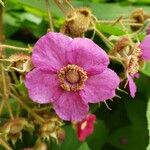 Rubus odoratus Blüte