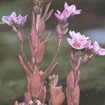 Sedum villosum Flor