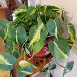 Philodendron hederaceum Blad