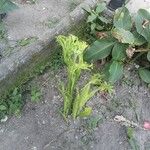 Microsorum punctatum Blüte