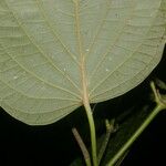 Piper schiedeanum 葉