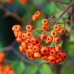 Pyracantha coccinea Hábito