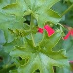 Pelargonium inquinans Lapas