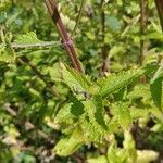 Nepeta nuda Blad