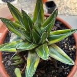 Agave victoriae-reginae Leaf