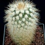 Stenocactus vaupelianus Агульны выгляд