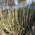 Ceropegia dichotoma Habit