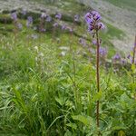 Lactuca alpina Flor