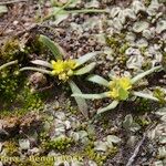 Notoceras bicorne ശീലം