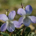 Viola lactea Blomma