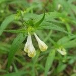 Melampyrum pratenseFlower