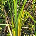 Typha domingensis Folha