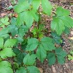 Sanicula canadensis Hoja