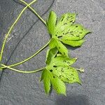 Humulus scandens 叶