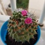 Mammillaria polytheleFlower